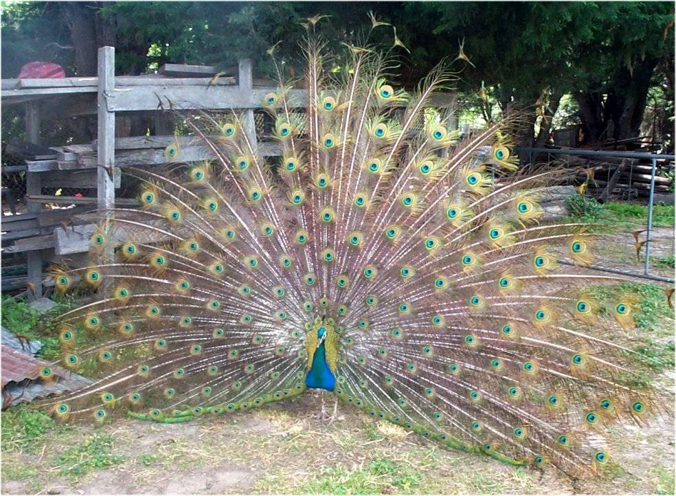 Peacock3.jpg